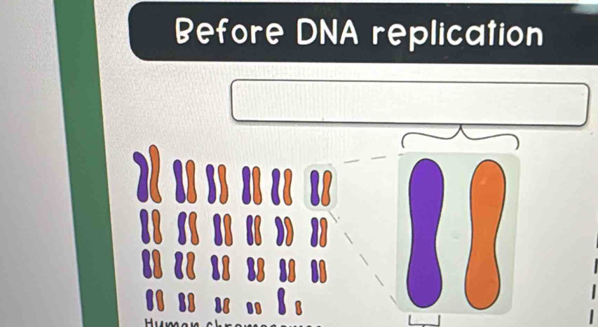 Before DNA replication