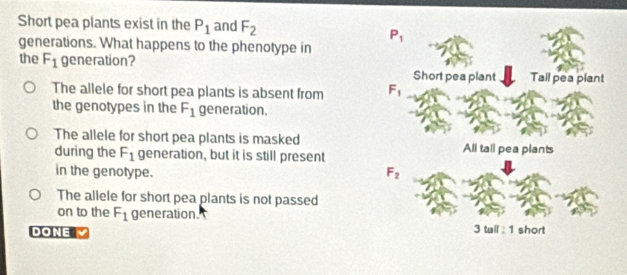 Short pea plants exist in the P_1 and F_2
P_1
generations. What happens to the phenotype in
the F_1 generation?
Short pea plant Tall pea plant
The allele for short pea plants is absent from F_1
the genotypes in the F_1 generation.
The allele for short pea plants is masked
All tall pea plants
during the F_1 generation, but it is still present
in the genotype. F_2
The allele for short pea plants is not passed
on to the F_1 generation.
DONE
3 tall : 1 short