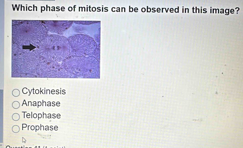 Which phase of mitosis can be observed in this image?
Cytokinesis
Anaphase
Telophase
Prophase