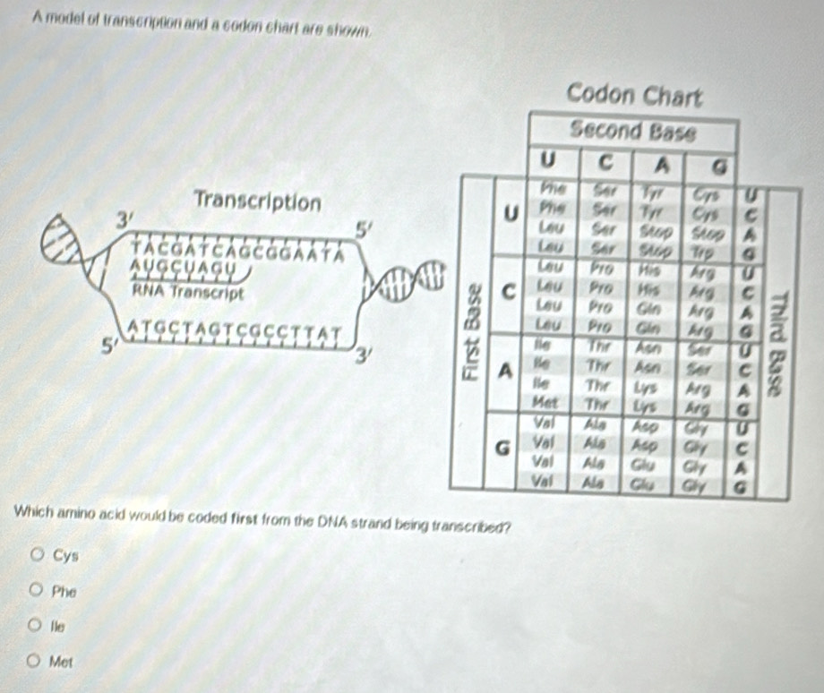 A model of transcription and a sodon chart are shown.
Codon Chart
Second Base
U c A G
the Ser Cys U
Transcription U Lou
Phe Ser Tvl Crs
3' Ser Step
5'
A さG A CA G Č G G A ATA Lau Leu Pro Sar Stop Tp G
Mis hrg
A U G Ç U A G U Pro His Mg C
Leu
RNA Transcript C Leu Pro Gin A1g A
Lau P10
A T G C T A G T C G C C T T A T The Asn Gin kig G
5'
3
le
Ser U
A He Thr Asn Ser C
ie The Lys Arg A
Mat The Lys Aeg G
Val Als App Ghy U
Val Als Asp Gly C
G Val Als Glu Gly A
Val Als Glu Gly G
Which amino acid would be coded first from the DNA strand being transcribed?
Cys
Phe
He
Met