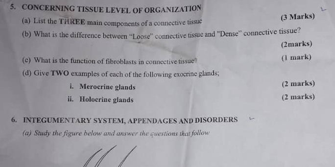 CONCERNING TISSUE LEVEL OF ORGANIZATION 
(a) List the THREE main components of a connective tissue 
(3 Marks) 
(b) What is the difference between “Loose” connective tissue and 'Dense” connective tissue? 
(2marks) 
(c) What is the function of fibroblasts in connective tissue? (1 mark) 
(d) Give TWO examples of each of the following exocrine glands; 
i. Merocrine glands 
(2 marks) 
ii. Holocrine glands (2 marks) 
6. INTEGUMENTARY SYSTEM, APPENDAGES AND DISORDERS 
(a) Study the figure below and answer the questions that follow