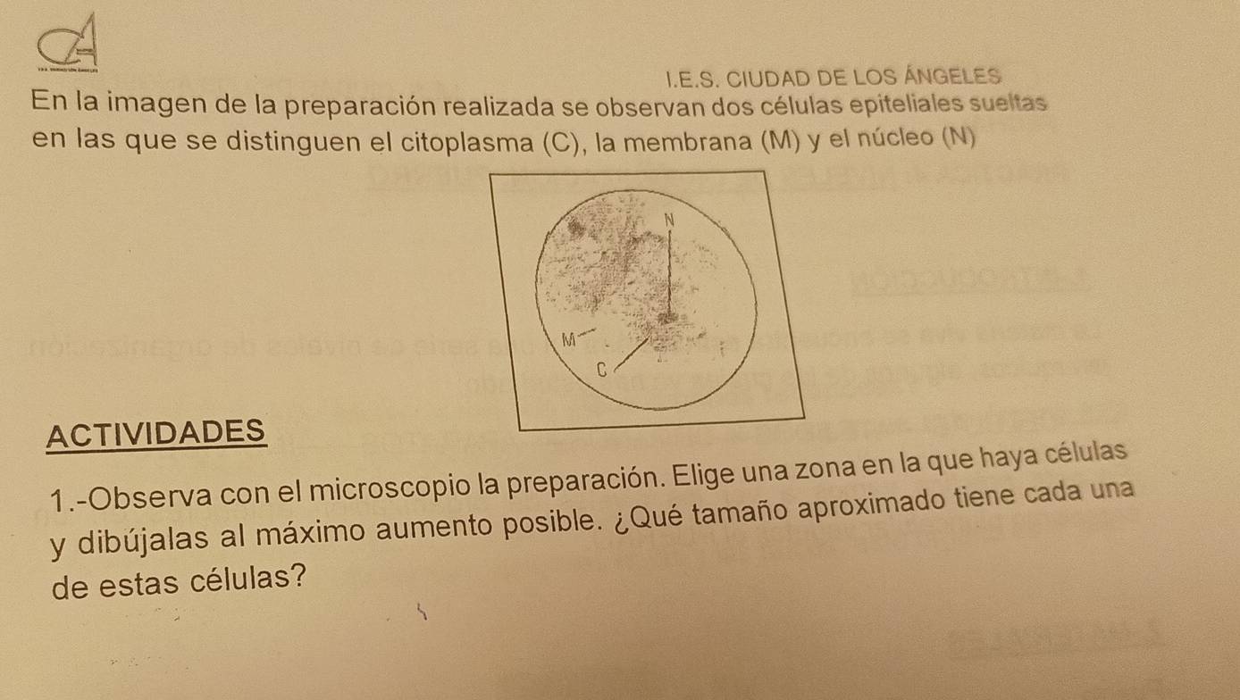 CIUDAD DE LOS ÁNGELES 
En la imagen de la preparación realizada se observan dos células epiteliales sueltas 
en las que se distinguen el citoplasma (C), la membrana (M) y el núcleo (N) 
ACTIVIDADES 
1.-Observa con el microscopio la preparación. Elige una zona en la que haya células 
y dibújalas al máximo aumento posible. ¿Qué tamaño aproximado tiene cada una 
de estas células?