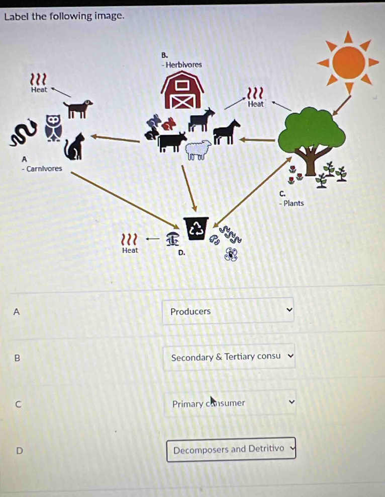 Label the following image.
A Producers
B Secondary & Tertiary consu
C Primary consumer
D Decomposers and Detritivo