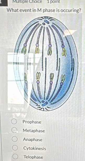 What event in M phase is occuring?
Prophase
Metaphase
Anaphase
Cytokinesis
Telophase