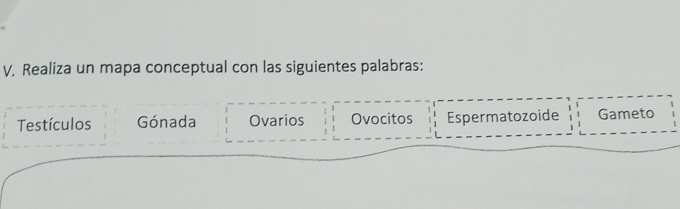 Realiza un mapa conceptual con las siguientes palabras: 
Testículos Gónada Ovarios Ovocitos Espermatozoide Gameto