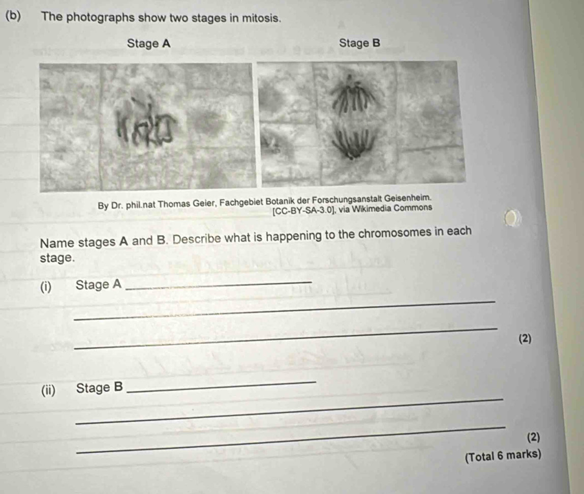 The photographs show two stages in mitosis. 
Stage A Stage B 
By Dr. phil.nat Thomas Geier, Fachgebiet Botanik der Forschungsanstalt Geisenheim. 
[CC-BY-SA-3.0], via Wikimedia Commons 
Name stages A and B. Describe what is happening to the chromosomes in each 
stage. 
_ 
_ 
(i) Stage A 
_ 
(2) 
_ 
_ 
(ii) Stage B 
_ 
(2) 
(Total 6 marks)