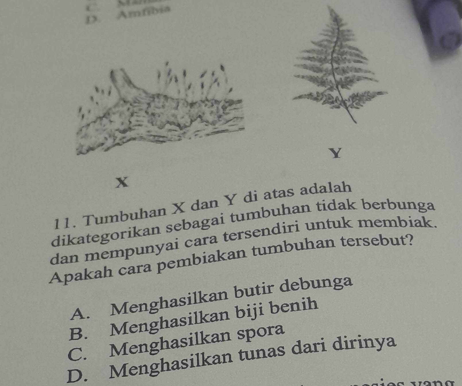 C. săm
D. Amfibia
X
11. Tumbuhan X dan Y di atas adalah
dikategorikan sebagai tumbuhan tidak berbunga
dan mempunyai cara tersendiri untuk membiak.
Apakah cara pembiakan tumbuhan tersebut?
A. Menghasilkan butir debunga
B. Menghasilkan biji benih
C. Menghasilkan spora
D. Menghasilkan tunas dari dirinya
wang