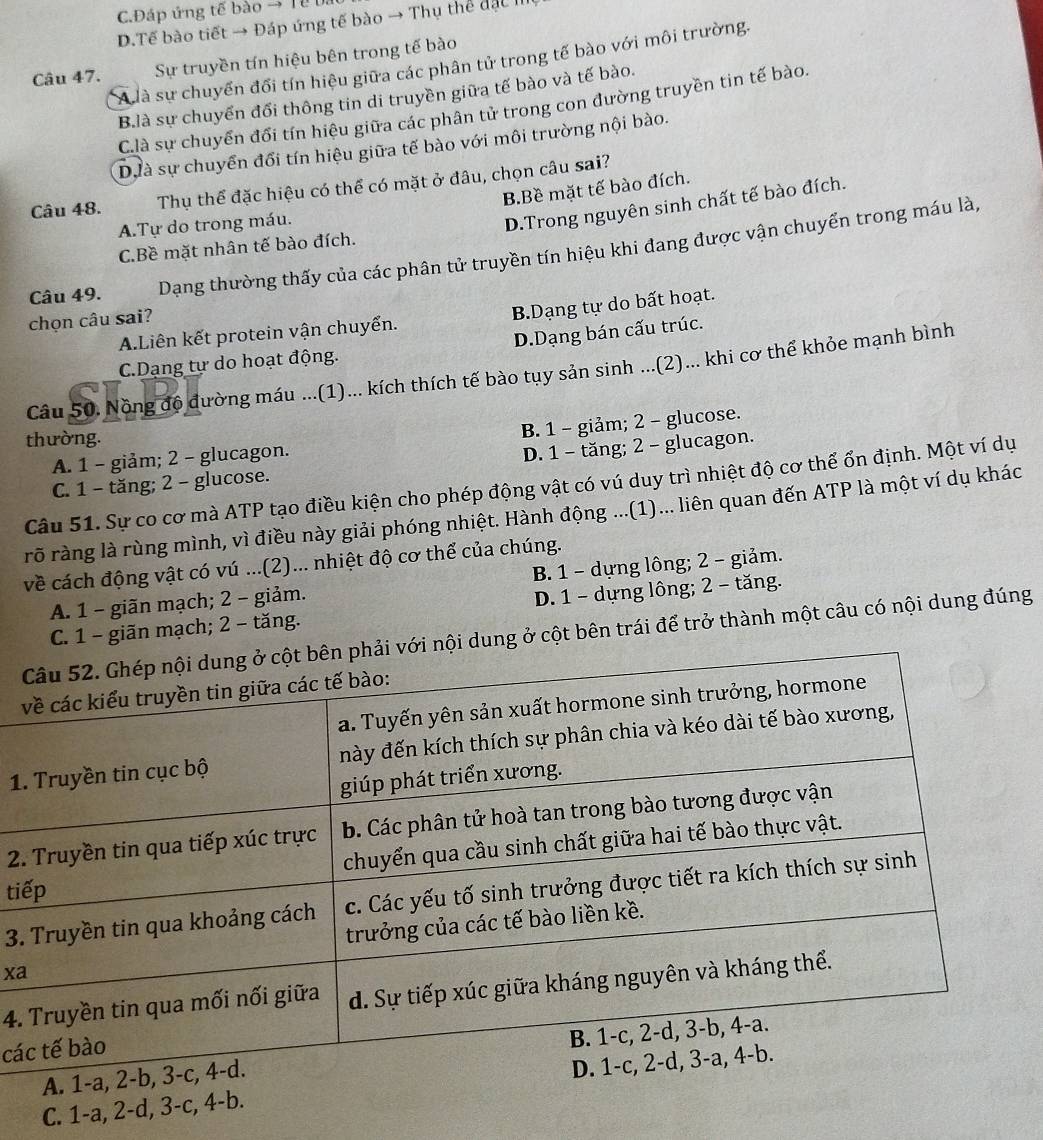C.Đáp ứng tế bào → Tề b.
D.Tế bào tiết → Đáp ứng tế bào → Thụ thể đặc II
Câu 47. Sự truyền tín hiệu bên trong tế bào
A là sự chuyển đổi tín hiệu giữa các phân tử trong tế bào với môi trường.
B.là sự chuyển đổi thông tin di truyền giữa tế bào và tế bào.
Clà sự chuyển đổi tín hiệu giữa các phân tử trong con đường truyền tin tế bào.
Dịà sự chuyển đổi tín hiệu giữa tế bào với môi trường nội bào.
Câu 48. Thụ thể đặc hiệu có thể có mặt ở đâu, chọn câu sai?
B.Bề mặt tế bào đích.
A.Tự do trong máu.
D.Trong nguyên sinh chất tế bào đích.
C.Bề mặt nhân tế bào đích.
Câu 49. Dạng thường thấy của các phân tử truyền tín hiệu khi đang được vận chuyển trong máu là,
chọn câu sai?
A.Liên kết protein vận chuyển. B.Dạng tự do bất hoạt.
C.Dạng tự do hoạt động. D.Dạng bán cấu trúc.
Câu 50. Nồng độ đường máu ...(1)... kích thích tế bào tụy sản sinh ...(2)... khi cơ thể khỏe mạnh bình
thường.
A. 1 - giảm; 2 - glucagon. B. 1 - giảm; 2 - glucose.
C. 1 - tăng; 2 - glucose. D. 1 - tăng; 2 - glucagon.
Câu 51. Sự co cơ mà ATP tạo điều kiện cho phép động vật có vú duy trì nhiệt độ cơ thể ổn định. Một ví dụ
rỡ ràng là rùng mình, vì điều này giải phóng nhiệt. Hành động ...(1)... liên quan đến ATP là một ví dụ khác
về cách động vật có vú ...(2)... nhiệt độ cơ thể của chúng.
A. 1 - giãn mạch; 2 - giảm. B. 1 - dựng lông; 2 - giảm.
C. 1 - giãn mạch; 2 − tăng. D. 1 - dựng lông; 2 - tăng.
ng ở cột bên trái để trở thành một câu có nội dung đúng
1
2
ti
3.
xa
4.
cá
A. 1-a, 2-
C. 1-a, 2-d, 3-c, 4-b.