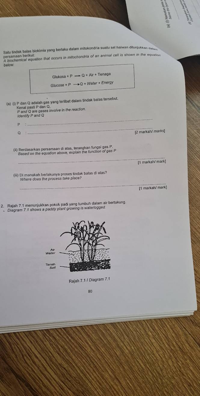 persamaan berikut: Satu tindak balas biokimia yang berlaku dalam mitokondria suatu sel haiwan ditunjukkan daiam 
A biochemical equation that occurs in mitochondria of an animal cell is shown in the equation 
below: 
Tenaga 
Glukosa +P Q+Air+ 1enaga
Glucose +P Q+Water+Energy
(a) (i) P dan Q adaiah gas yang terlibat dalam tindak balas tersebut. 
Kenal pasti P dan Q
P and Q are gases involve in the reaction 
Identify P and Q
_
p
_ 
。 
[2 markah/ marks] 
(ii) Berdasarkan persamaan di atas, terangkan fungsi gas P
_ 
Based on the equation above, explain the function of gas P
[1 markah/ mark] 
(iii) Di manakah berlakunya proses tindak balas di atas? 
_ 
Where does the process take place? 
[1 markah/ mark] 
2. Rajah 7.1 menunjukkan pokok padi yang tumbuh dalam air bertakung. 
Diagram 7.1 shows a paddy plant growing is waterlogged.
80