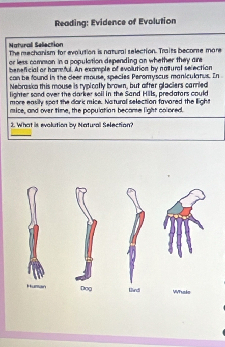 Reading: Evidence of Evolution 
Natural Selection 
The mechanism for evolution is natural selection. Traits become more 
or less common in a population depending on whether they are 
beneficial or harmful. An example of evolution by natural selection 
can be found in the deer mouse, species Peromyscus maniculatus. In 
Nebraska this mouse is typically brown, but after glaciers carried 
lighter sand over the darker soil in the Sand HIIIs, predators could 
more easily spot the dark mice. Natural selection favored the light 
mice, and over time, the population became light colored. 
2. What is evolution by Natural Selection? 
_