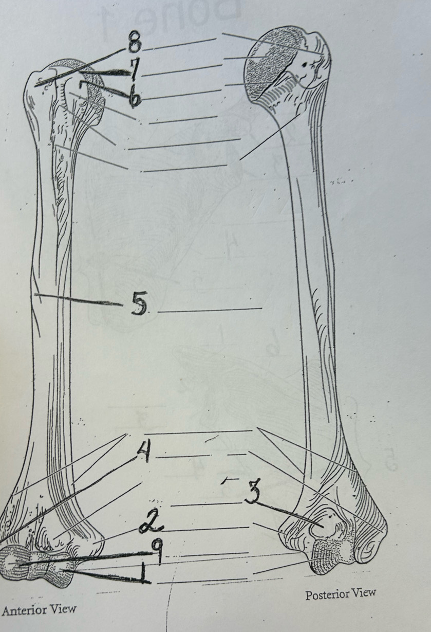 Anterior View