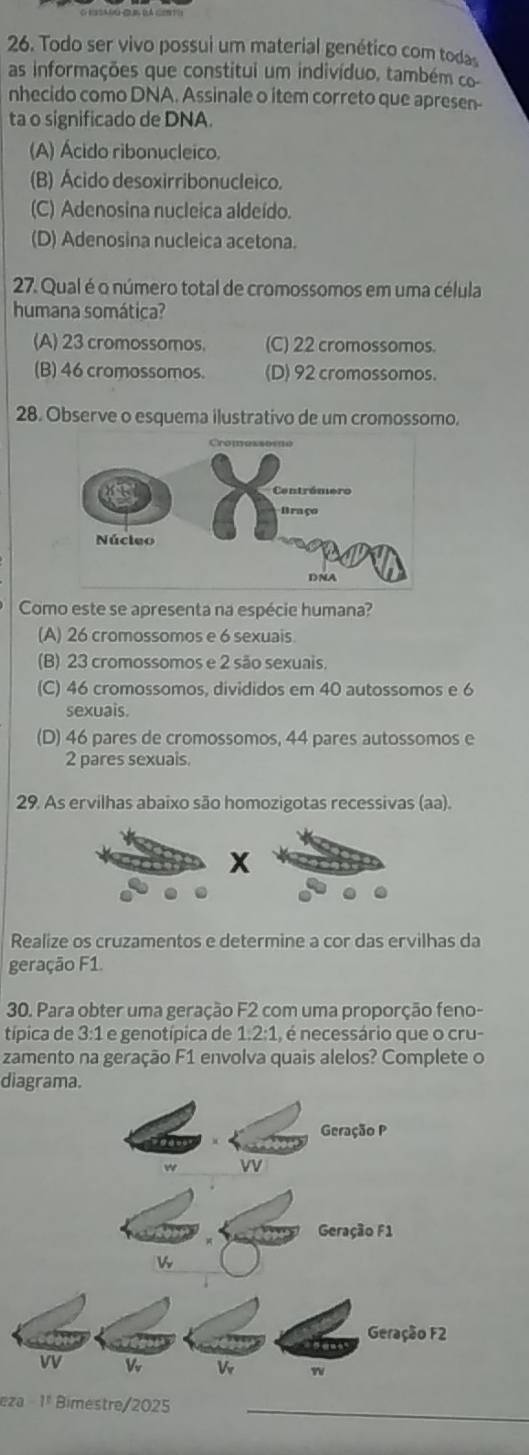 Todo ser vivo possui um material genético com todas
as informações que constitui um indivíduo, também co
nhecido como DNA. Assinale o item correto que apresen-
ta o significado de DNA.
(A) Ácido ribonucleico.
(B) Ácido desoxirribonucleico.
(C) Adenosina nucleica aldeído.
(D) Adenosina nucleica acetona.
27. Qual é o número total de cromossomos em uma célula
humana somática?
(A) 23 cromossomos. (C) 22 cromossomos.
(B) 46 cromossomos. (D) 92 cromossomos.
28. Observe o esquema ilustrativo de um cromossomo.
Como este se apresenta na espécie humana?
(A) 26 cromossomos e 6 sexuais
(B) 23 cromossomos e 2 são sexuais.
(C) 46 cromossomos, divididos em 40 autossomos e 6
sexuais.
(D) 46 pares de cromossomos, 44 pares autossomos e
2 pares sexuais.
29. As ervilhas abaixo são homozigotas recessivas (aa).
x
Realize os cruzamentos e determine a cor das ervilhas da
geração F1.
30. Para obter uma geração F2 com uma proporção feno-
típica de 3:1 1 e genotípica de 1.2:1, é necessário que o cru-
zamento na geração F1 envolva quais alelos? Complete o
diagrama.
eza - 1º Bimestre/2025_