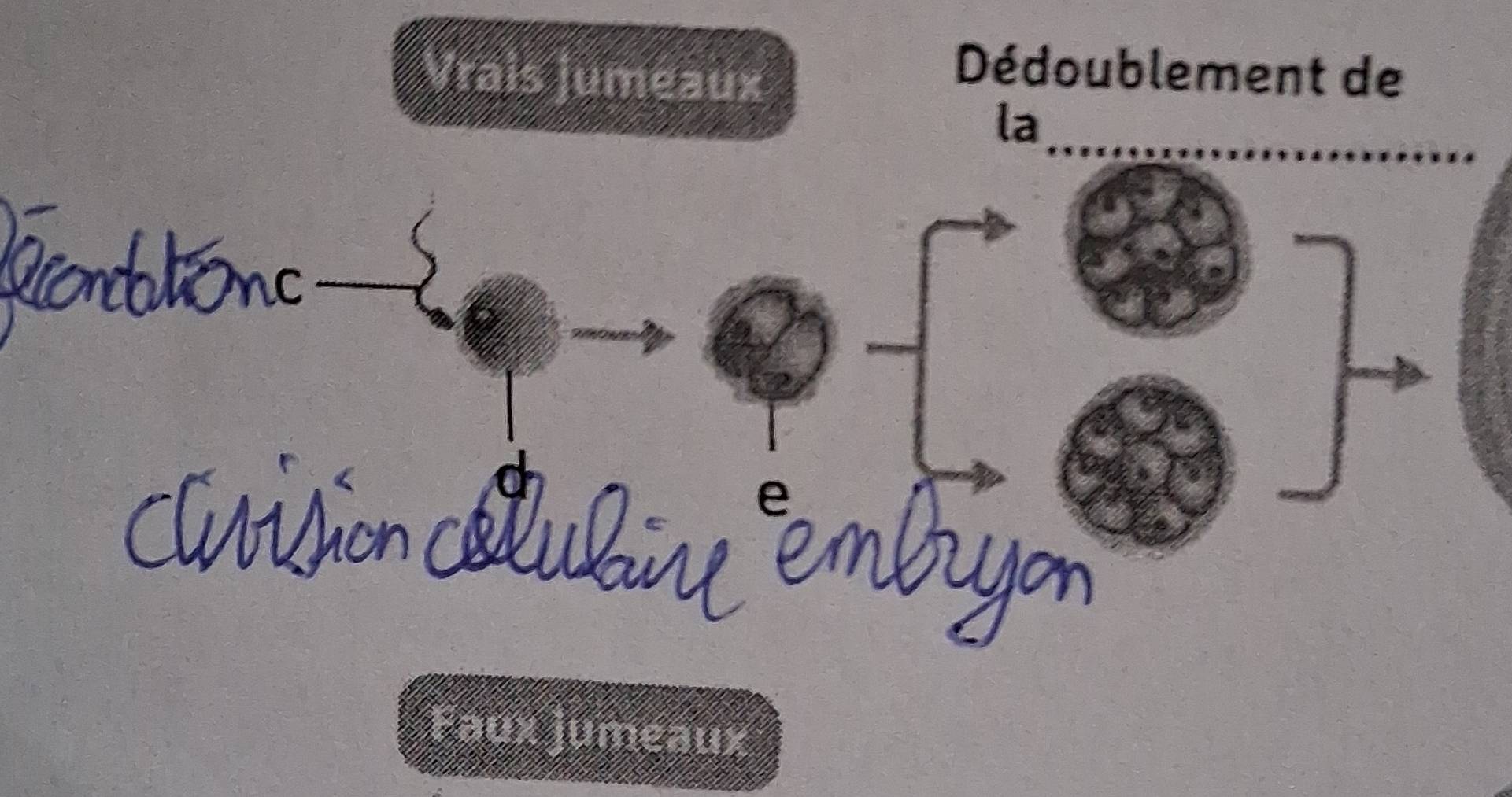 Vrais Juméaux 
Dédoublement de 
_ 
la 
Faux jumeaux