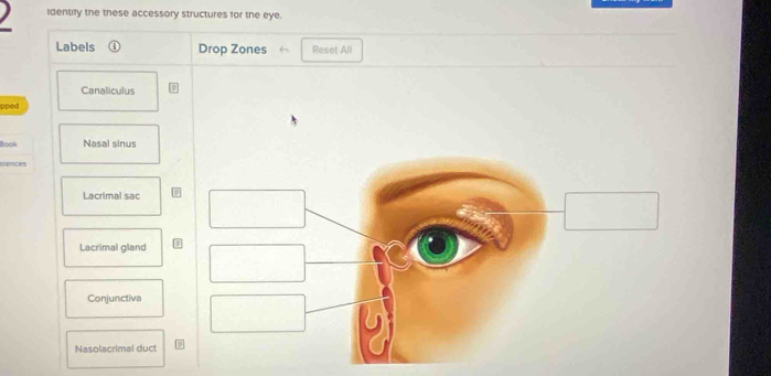 identify the these accessory structures for the eye.
Labels Drop Zones Reset All
Canaliculus
pped
Book Nasal sinus
erences
Lacrimal sac
Lacrimal gland
Conjunctiva
Nasolacrimal duct