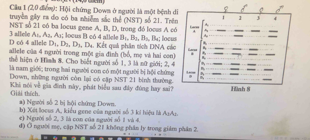 (14,0 thêm)
Câu 1 (2,0 điểm): Hội chứng Down ở người là một bệnh d
truyền gây ra do có ba nhiễm sắc thể (NST) số 21. Trê
NST số 21 có ba locus gene A, B, D, trong đó locus A có
3 allele A_1,A_2, ,A_3; locus B có 4 allele B_1,B_2,B_3,B_4; locus
D có 4 allele D_1,D_2,D_3,D_4. Kết quả phân tích DNA các
allele của 4 người trong một gia đình (bố, mẹ và hai con)
thể hiện ở Hình 8. Cho biết người số 1, 3 là nữ giới; 2, 4
là nam giới; trong hai người con có một người bị hội chứng
Down, những người còn lại có cặp NST 21 bình thường.
Khi nói về gia đình này, phát biểu sau đây đúng hay sai?
Giải thích.
a) Người số 2 bị hội chứng Down.
b) Xét locus A, kiểu gene của người số 3 kí hiệu là A_2A_2.
c) Người số 2, 3 là con của người số 1 và 4.
d) Ở người mẹ, cặp NST số 21 không phân ly trong giảm phân 2.
here to search