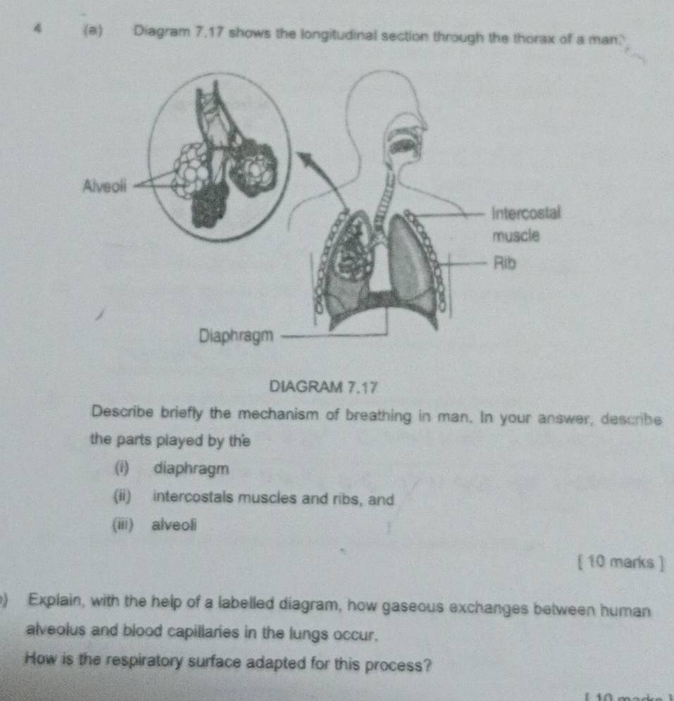 4 (a) Diagram 7.17 shows the longitudinal section through the thorax of a man. 
DIAGRAM 7.17 
Describe briefly the mechanism of breathing in man. In your answer, describe 
the parts played by the 
(i) diaphragm 
(ii) intercostals muscles and ribs, and 
(iii) alveoli 
[ 10 marks ] 
e) Explain, with the help of a labelled diagram, how gaseous exchanges between human 
alveolus and blood capillaries in the lungs occur. 
How is the respiratory surface adapted for this process?