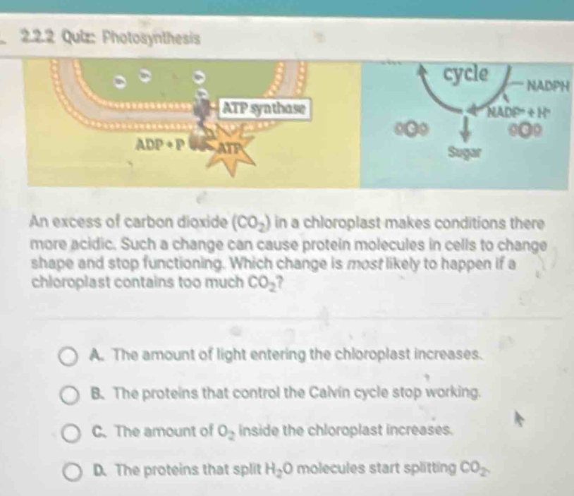 Photosynthesis
NADPH
An excess of carbon dioxide (CO_2) in a chloroplast makes conditions there
more acidic. Such a change can cause protein molecules in cells to change
shape and stop functioning. Which change is most likely to happen if a
chloroplast contains too much CO_2
A. The amount of light entering the chloroplast increases.
B. The proteins that control the Calvín cycle stop working.
C. The amount of O_2 inside the chloroplast increases.
D. The proteins that split H_2O molecules start splitting CO_2