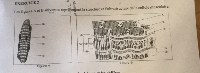 Les figures A et B suivantes représenent la structure et l'ultrastructure de la cellule musculaire.