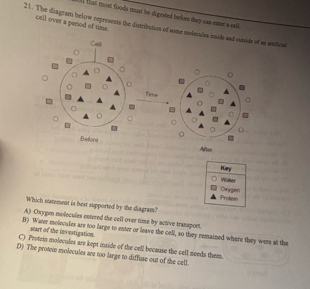 ll that most foods must be digested before they can enter a cell.
cell over a period of time.
21. The diagram below represents the distribution of some molecules inside and outside of an artificial
After
Key
Water
Oxygen
Protein
Which statement is best supported by the diagram?
A) Oxygen molecules entered the cell over time by active transport.
B) Water molecules are too large to enter or leave the cell, so they remained where they were at the
start of the investigation.
C) Protein molecules are kept inside of the cell because the cell needs them.
D) The protein molecules are too large to diffuse out of the cell.