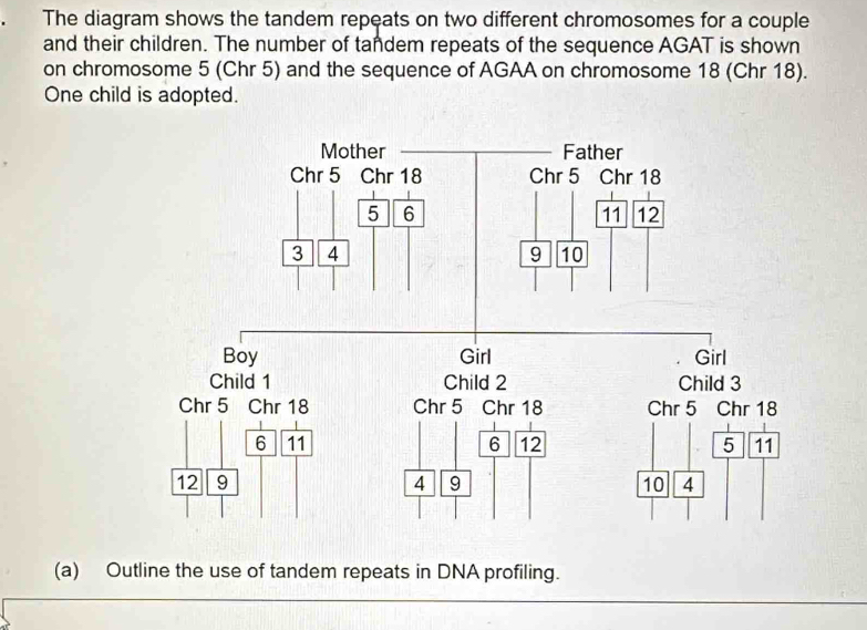 The diagram shows the tandem repeats on two different chromosomes for a couple 
and their children. The number of tandem repeats of the sequence AGAT is shown 
on chromosome 5 (Chr 5) and the sequence of AGAA on chromosome 18 (Chr 18). 
One child is adopted. 
(a) Outline the use of tandem repeats in DNA profiling.