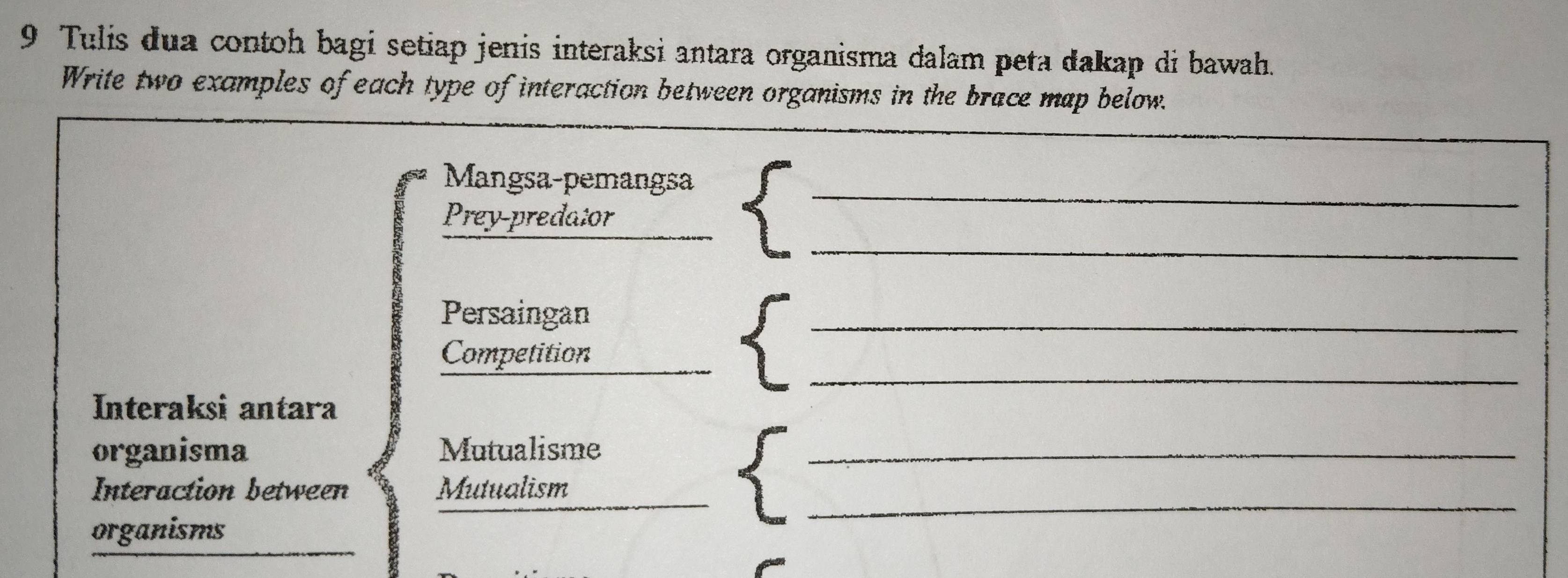 Tulis dua contoh bagi setiap jenis interaksi antara organisma dalam peta dakap di bawah. 
Write two examples of each type of interaction between organisms in the brace map below. 
_ 
Mangsa-pemangsa 
_ 
Prey-preda:or 
Persaingan 
_ 
_ 
Competition 
Interaksi antara 
organisma Mutualisme_ 
Interaction between Mutualism_ 
organisms