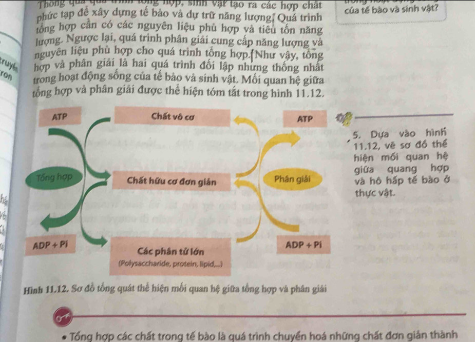 Thông qua dua trình tong nợp, sinh vật tạo ra các hợp chất
phức tạp để xây dựng tế bảo và dự trữ năng lượng, Quá trình của tế bào và sinh vật?
lổng hợp cần có các nguyên liệu phù hợp và tiêu tốn năng
lượng. Ngược lại, quá trình phân giải cung cấp năng lượng và
nguyên liệu phù hợp cho quá trình tổng hợp.(Như vậy, tổng
:ruyề hợp và phân giải là hai quá trình đối lập nhưng thống nhất
ron trong hoạt động sống của tế bảo và sinh vật. Mối quan hệ giữa
tổng hợp và phân giải được thể hiện tóm tất trong hình 11.12.
5. Dựa vào hình
11.12, vẽ sơ đồ thể
hiện mối quan hệ
giữa quang hợp
và hô hấp tế bào ở
ha
thực vật.
.
Hình 11.12. Sơ đồ tổng quát thể hiện mối quan hệ giữa tổng hợp và phân giải
Tổng hợp các chất trong tế bào là quá trình chuyển hoá những chất đơn giản thành