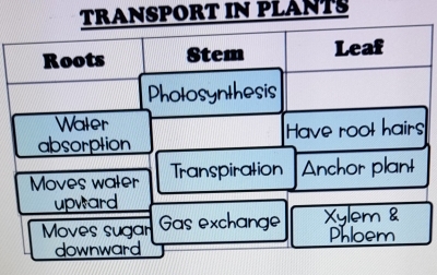 SPORT IN PLANTS