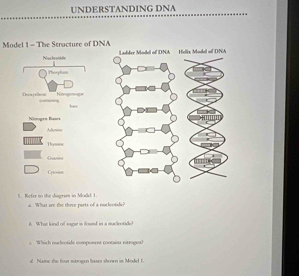 Solved: UNDERSTANDING DNA Model 1 - The Structure of DNA del of DNA ...