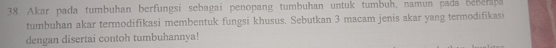 Akar pada tumbuhan berfungsi sebagai penopang tumbuhan untuk tumbuh, namun pada beberapa 
tumbuhan akar termodifikasi membentuk fungsi khusus. Sebutkan 3 macam jenis akar yang termodifikasi 
dengan disertai contoh tumbuhannya!