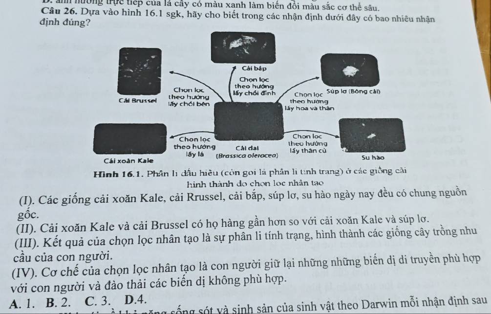 ảnh hường trực tiếp của là cây có màu xanh làm biến đổi màu sắc cơ thể sâu.
Câu 26. Dựa vào hình 16.1 sgk, hãy cho biết trong các nhận định dưới đây có bao nhiêu nhận
định đúng?
Hình 16.1. Phân lị dấu hiều (còn gọi là phân li tinh trang) ở các giống cãi
hình thành do chọn lọc nhân tạo
(I). Các giống cải xoăn Kale, cải Rrussel, cải bắp, súp lơ, su hào ngày nay đều có chung nguồn
gốc.
(II). Cải xoăn Kale và cải Brussel có họ hàng gần hơn so với cải xoăn Kale và súp lơ.
(III). Kết quả của chọn lọc nhân tạo là sự phân li tính trạng, hình thành các giống cây trồng nhu
cầu của con người.
(IV). Cơ chế của chọn lọc nhân tạo là con người giữ lại những những biển dị di truyền phù hợp
với con người và đào thải các biển dị không phù hợp.
A. 1. B. 2. C. 3. D. 4.
ng số ng sót và sinh sản của sinh vật theo Darwin mỗi nhận định sau