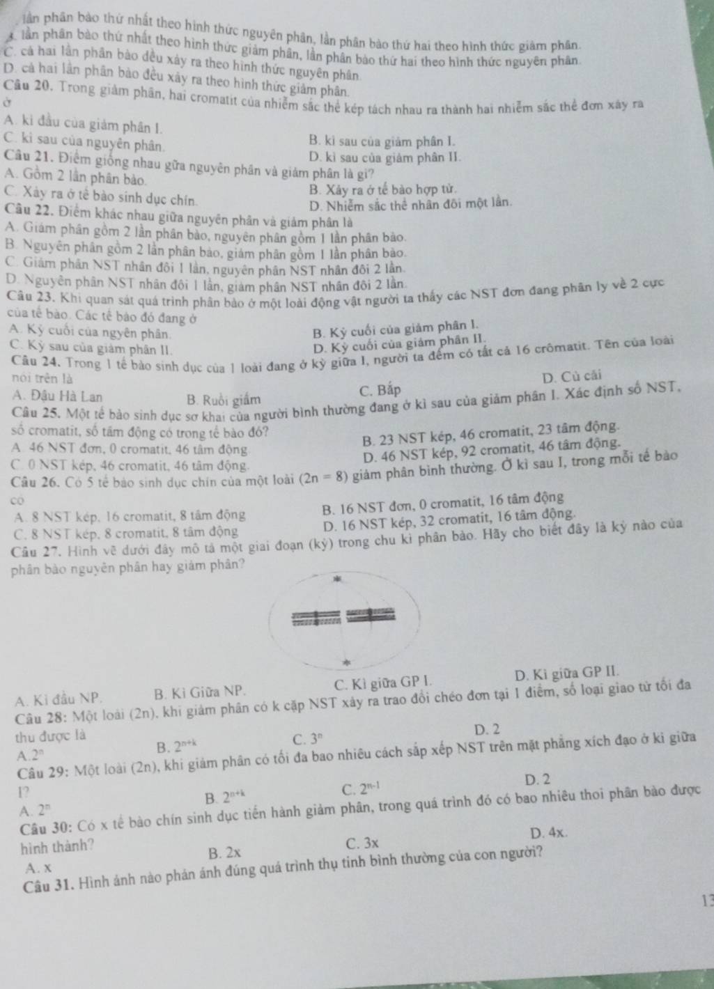 lần phân bào thứ nhất theo hình thức nguyên phân, lần phân bào thứ hai theo hình thức giàm phân.
3 lần phân bào thứ nhất theo hình thức giảm phân, lần phân bào thứ hai theo hình thức nguyên phân.
C. cả hai lần phân bào dều xảy ra theo hình thức nguyên phân
D. cả hai lần phân bào đều xây ra theo hình thức giảm phân.
Câu 20. Trong giảm phân, hai cromatit của nhiễm sắc thể kép tách nhau ra thành hai nhiễm sắc thể đơn xây ra
Ở
A. ki đầu của giảm phân I.
C. kì sau của nguyên phân. B. ki sau của giảm phân I.
D. kì sau của giảm phân II.
Câu 21. Điểm giống nhau gữa nguyên phân và giảm phân là gi?
A. Gồm 2 lần phân bào.
B. Xảy ra ở tế bào hợp tử.
C. Xảy ra ở tế bào sinh dục chín.
D. Nhiễm sắc thể nhân đôi một lần.
Cầu 22. Điểm khác nhau giữa nguyên phân và giảm phân là
A. Giám phân gồm 2 lần phân bào, nguyên phân gồm 1 lần phân bào.
B. Nguyễn phân gồm 2 lần phân bảo, giám phân gồm 1 lần phân bào.
C. Giám phân NST nhân đồi 1 lần, nguyên phân NST nhân đôi 2 lần
D. Nguyễn phân NST nhân đội 1 lần, giám phân NST nhân đôi 2 lần
Câu 23. Khi quan sát quá trình phân bảo ở một loài động vật người ta thấy các NST đơn đang phân ly về 2 cực
của tế bào. Các tế bào đó đang ở
A. Kỷ cuối của ngyên phân. B. Kỳ cuối của giảm phân I.
C. Kỳ sau của giám phân II.
D. Kỳ cuối của giám phân II.
Câu 24. Trong 1 tế bào sinh dục của 1 loài đang ở kỳ giữa I, người ta đếm có tất cả 16 crômatit. Tên của loài
nói trên là D. Cù cải
A. Đậu Hà Lan B. Ruồi giấm
C. Bắp
Câu 25. Một tế bảo sinh dục sơ khai của người bình thường đang ở kì sau của giảm phân I. Xác định số NST,
số cromatit, số tâm động có trong tế bào đó?
B. 23 NST kép, 46 cromatit, 23 tâm động.
A 46 NST đơn, 0 cromatit. 46 tâm động
D. 46 NST kép, 92 cromatit, 46 tâm động.
C. 0 NST kép, 46 cromatit, 46 tâm động.
cO giảm phân bình thường. Ở kì sau I, trong mỗi tế bào
Câu 26. Có 5 tế bảo sinh dục chín của một loài (2n=8)
A. 8 NST kép, 16 cromatit, 8 tâm động B. 16 NST đơn, 0 cromatit, 16 tâm động
C. 8 NST kép, 8 cromatit, 8 tâm động D. 16 NST kép, 32 cromatit, 16 tâm động.
Câu 27. Hình về dưới đây mô tả một giai đoạn (kdot y) 0 trong chu kì phân bào. Hãy cho biết đây là kỳ nào của
phân bào nguyên phân hay giảm phân?
A. Ki đầu NP. B. Ki Giữa NP. C. Kì giữa GP I. D. Ki giữa GP II.
Câu 28: Một loài (2n), khi giảm phân có k cặp NST xảy ra trao đổi chéo đơn tại 1 điểm, số loại giao từ tối đa
thu được là
A. 2^n B. 2^(n+k) C. 3^n D. 2
Câu 29: Một loài (2n), khi giảm phân có tối đa bao nhiêu cách sắp xếp NST trên mặt phẳng xích đạo ở ki giữa
1?
B. 2^(n+k)
C. 2^(n-1) D. 2
Câu 30: Có x tế bào chín sinh dục tiến hành giảm phân, trong quá trình đó có bao nhiêu thoi phân bào được
A. 2^n
D. 4x.
hình thành? C. 3x
B. 2x
A. x
Câu 31. Hình ảnh nào phán ánh đúng quá trình thụ tinh bình thường của con người?
13