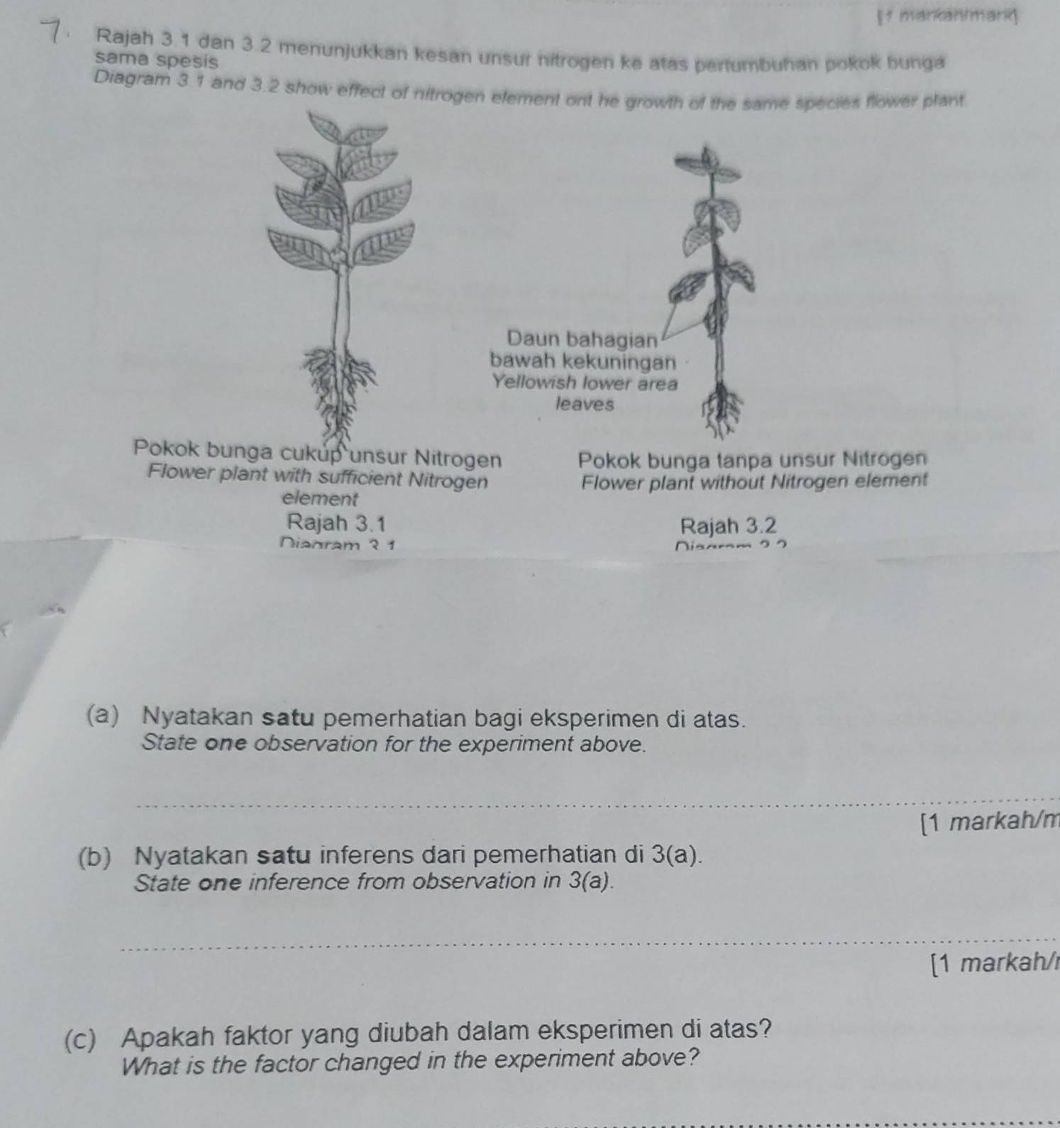 [1 markanimank 
Rajah 3.1 dan 3.2 menunjukkan kesan unsur nitrogen ke atas pertumbuhan pokok bunga 
sama spesis 
Diagram 3.1 and 3.2 show effect of nitrogen element ont he growth of the same species flower plant 
Daun bahagian 
bawah kekuningan 
Yellowish lower area 
leaves 
Pokok bunga cukup unsur Nitrogen 
Pokok bunga tanpa unsur Nitrogen 
Flower plant with sufficient Nitrogen 
Flower plant without Nitrogen element 
element 
Rajah 3.1 Rajah 3.2 
Nianram ? 1 Nisamm 
(a) Nyatakan satu pemerhatian bagi eksperimen di atas. 
State one observation for the experiment above. 
_ 
[1 markah/m 
(b) Nyatakan satu inferens dari pemerhatian di 3(a). 
State one inference from observation in 3 (a). 
_ 
[1 markah/r 
(c) Apakah faktor yang diubah dalam eksperimen di atas? 
What is the factor changed in the experiment above?