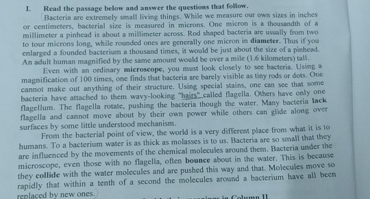 Read the passage below and answer the questions that follow. 
Bacteria are extremely small living things. While we measure our own sizes in inches
or centimeters, bacterial size is measured in microns. One micron is a thousandth of a
millimeter a pinhead is about a millimeter across. Rod shaped bacteria are usually from two 
to tour microns long, while rounded ones are generally one micron in diameter. Thus if you 
enlarged a founded bacterium a thousand times, it would be just about the size of a pinhead. 
An adult human magnified by the same amount would be over a mile (1.6 kilometers) tall. 
Even with an ordinary microscope, you must look closely to see bacteria. Using a 
magnification of 100 times, one finds that bacteria are barely visible as tiny rods or dots. One 
cannot make out anything of their structure. Using special stains, one can see that some 
bacteria have attached to them wavy-looking "hairs" called flagella. Others have only one 
flagellum. The flagella rotate, pushing the bacteria though the water. Many bacteria lack 
flagella and cannot move about by their own power while others can glide along over 
surfaces by some little understood mechanism. 
From the bacterial point of view, the world is a very different place from what it is to 
humans. To a bacterium water is as thick as molasses is to us. Bacteria are so small that they 
are influenced by the movements of the chemical molecules around them. Bacteria under the 
microscope, even those with no flagella, often bounce about in the water. This is because 
they collide with the water molecules and are pushed this way and that. Molecules move so 
rapidly that within a tenth of a second the molecules around a bacterium have all been 
replaced by new ones. nColumn I