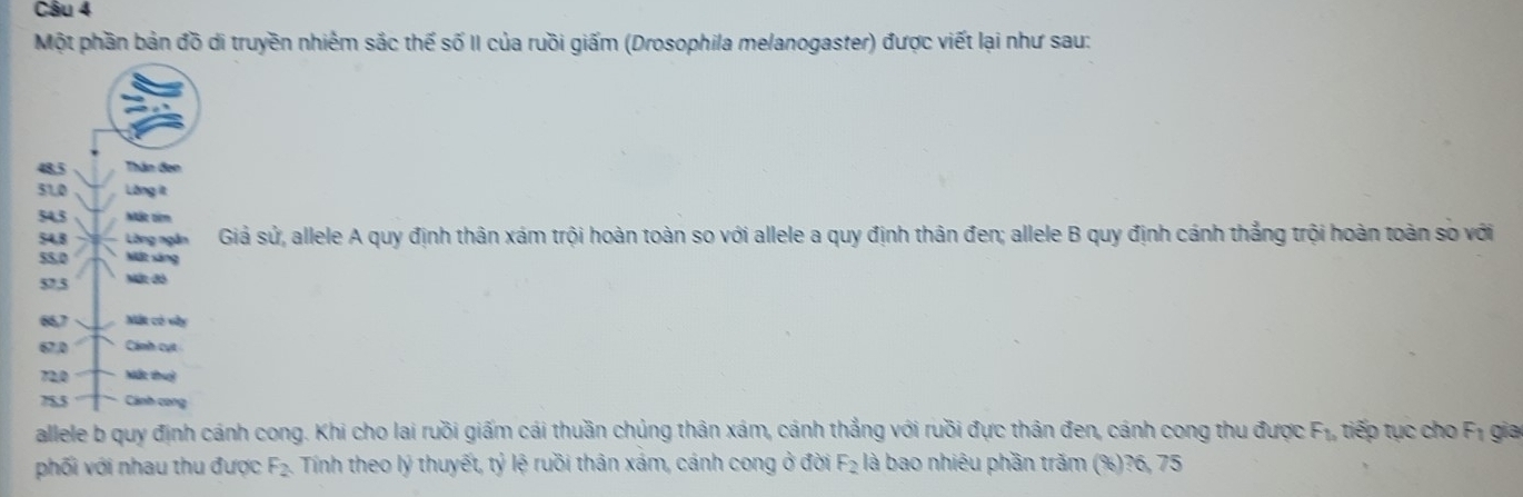 Một phần bản đồ di truyền nhiêm sắc thế số II của ruồi giấm (Drosophila melanogaster) được viết lại như sau: 
Giả sử, allele A quy định thân xám trội hoàn toàn so với allele a quy định thân đen; allele B quy định cánh thắng trội hoàn toàn số với 
allele b quy định cánh cong. Khi cho lai ruồi giấm cái thuần chủng thân xám, cánh thẳng với ruồi đực thân đen, cánh cong thu được F_b tiế tụ c cho F_1 gia 
phối với nhau thu được F_2 Tính theo lý thuyết, tỷ lệ ruồi thân xám, cánh cong ở đời F_2 là bao nhiêu phần trăm (%)? 6, 75