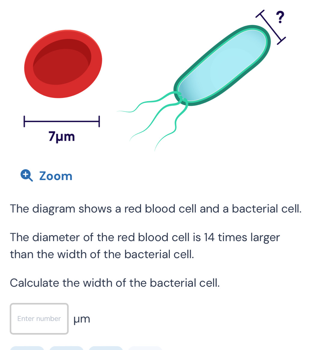 Solved: + Zoom The diagram shows a red blood cell and a bacterial cell ...