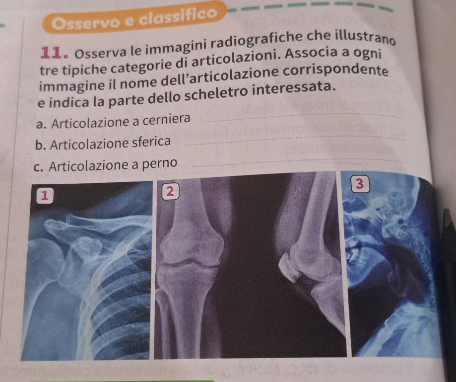 sservo e classifico
11。Osserva le immagini radiografiche che illustrano
tre tipiche categorie di articolazioni. Associa a ogni
immagine il nome dell’articolazione corrispondente
e indica la parte dello scheletro interessata.
a. Articolazione a cerniera
b. Articolazione sferica
c. Articolazione a perno
_
3
2