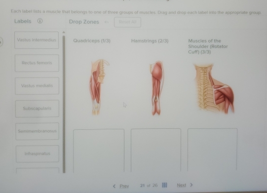 Solved: Each label lists a muscle that belongs to one of three groups ...