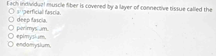 Each individual muscle fiber is covered by a layer of connective tissue called the
S' 'perficial fascia.
deep fascia.
perimysium.
epimysium.
endomysium.