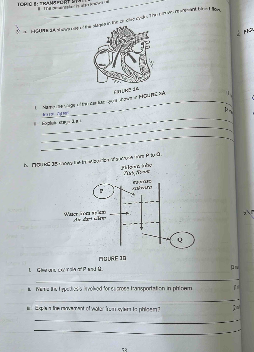 TOPIC 8: TRANSPORT SVS 
ii. The pacemaker is also known as 
3. a. FIGURE 3A shows one of thin the cardiac cycle. The arrows represent blood flow 
FIGL 
FIGURE 3A 
i. Name the stage of the cardiac cycle shown in FIGURE 3A. 
[3 m² 
_ 
tria furtoit 
_ 
ii. Explain stage 3.a.i. 
_ 
b. FIGURE 3B shows the translocation of sucrose from P to Q. 
Phloem tube 
Tiub floem 
5F 
FIGURE 3B 
i. Give one example of P and Q. _ [2π 
_ 
ii. Name the hypothesis involved for sucrose transportation in phloem. [1 ma 
_ 
iii. Explain the movement of water from xylem to phloem? 
[2 ma 
_ 
_ 
58