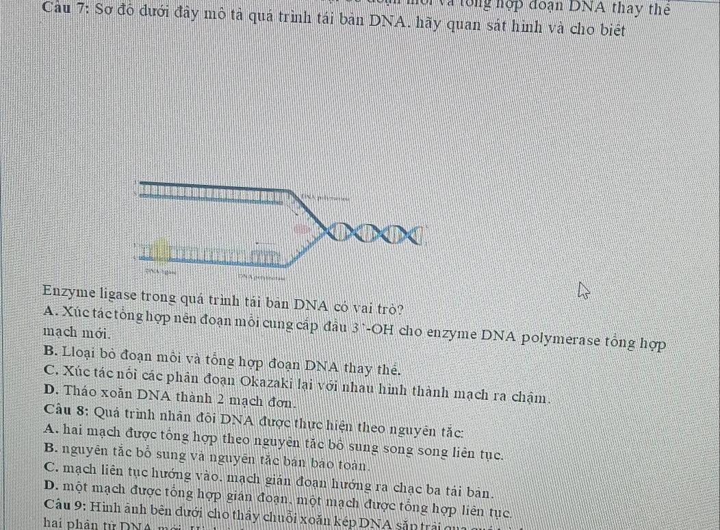 Và lổng hợp đoạn DNA thay thể
Cầu 7: Sơ đỗ dưới đây mô tả quá trình tái bản DNA. hãy quan sát hình và cho biết
Enzyme ligase trong quá trình tái ban DNA có vai trò?
A. Xúc tác tổng hợp nên đoạn mỗi cung cấp đầu 3 *-OH cho enzyme DNA polymerase tổng hợp
mạch mới.
B. Lloại bỏ đoạn mồi và tổng hợp đoạn DNA thay thể.
C. Xúc tác nổi các phân đoạn Okazaki lại với nhau hình thành mạch ra chậm.
D. Tháo xoẵn DNA thành 2 mạch đơn.
Câu 8: Quá trình nhân đôi DNA được thực hiện theo nguyên tắc:
A. hai mạch được tổng hợp theo nguyên tắc bố sung song song liên tục.
B. nguyên tắc bỗ sung và nguyên tắc bán báo toàn.
C. mạch liên tục hướng vào. mạch gián đoạn hướng ra chạc ba tái bản.
D. một mạch được tổng hợp gián đoạn, một mạch được tổng hợp liên tục.
Câu 9: Hình ảnh bên đưới cho thầy chuỗi xoăn kép DNA sắp trải qua
hai phân từ DNA m