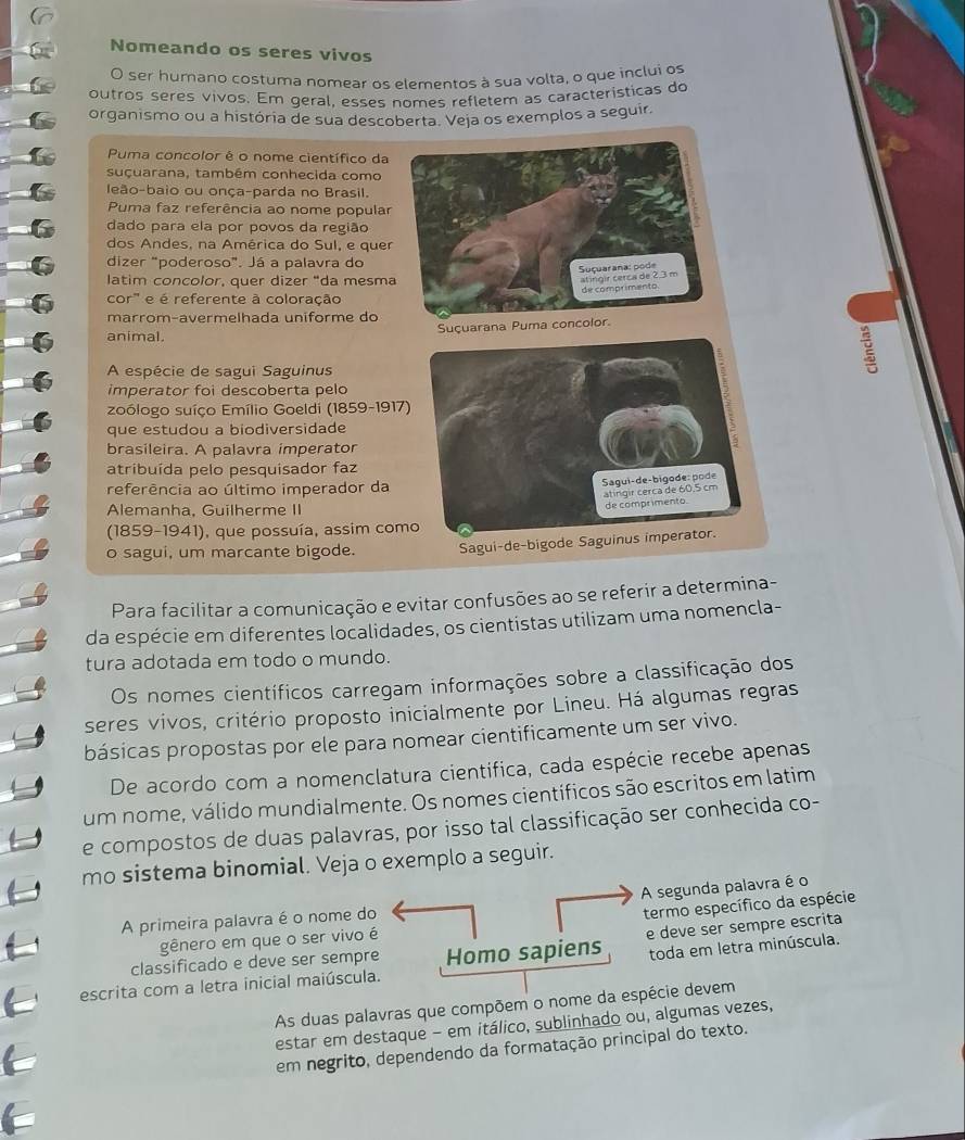 Nomeando os seres vivos
O ser humano costuma nomear os elementos à sua volta, o que inclui os
outros seres vivos. Em geral, esses nomes refletem as características do
organismo ou a história de sua descoberta. Veja os exemplos a seguir.
Puma concolor é o nome científico da
suçuarana, também conhecida como
Ieão-baio ou onça-parda no Brasil.
Puma faz referência ao nome popular
dado para ela por povos da região
dos Andes, na América do Sul, e quer
dizer "poderoso". Já a palavra do
Suçuarana: pode at ingir cerca de 2.3 m
latim concolor, quer dizer "da mesma
de comprimento
cor" e é referente à coloração
marromçavermelhada uniforme do
animal. Suçuarana Puma concolor.
A espécie de sagui Saguinus
imperator foi descoberta pelo
zoólogo suíço Emílio Goeldi (1859-1917)
que estudou a biodiversidade
ξ
brasileira. A palavra imperator
atribuída pelo pesquisador faz
referência ao último imperador da
Sagui-de-bigode: pode
atíngir cerca de 60,5 cm
Alemanha, Guilherme II
de comprimento.
(1859-1941), que possuía, assim como
o sagui, um marcante bigode. Sagui-de-bigode Saguinus imperator.
Para facilitar a comunicação e evitar confusões ao se referir a determina-
da espécie em diferentes localidades, os cientistas utilizam uma nomencla-
tura adotada em todo o mundo.
Os nomes científicos carregam informações sobre a classificação dos
seres vivos, critério proposto inicialmente por Lineu. Há algumas regras
básicas propostas por ele para nomear cientificamente um ser vivo.
De acordo com a nomenclatura cientifica, cada espécie recebe apenas
um nome, válido mundialmente. Os nomes científicos são escritos em latim
e compostos de duas palavras, por isso tal classificação ser conhecida co-
mo sistema binomial. Veja o exemplo a seguir.
A segunda palavra é o
A primeira palavra é o nome do
termo específico da espécie
gênero em que o ser vivo é
classificado e deve ser sempre Homo sapiens e deve ser sempre escrita
escrita com a letra inicial maiúscula. toda em letra minúscula.
As duas palavras que compõem o nome da espécie devem
estar em destaque - em itálico, sublinhado ou, algumas vezes,
em negrito, dependendo da formatação principal do texto.