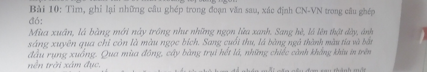 Tìm, ghi lại những câu ghép trong đoạn văn sau, xác định CN-VN trong câu ghép 
đó: 
Mùa xuân, lá bàng mới nảy trông như những ngọn lửa xanh. Sang hè, lá lên thật dày, ánh 
sáng xuyên qua chỉ còn là màu ngọc bích. Sang cuối thu, lá bàng ngả thành màu tía và bắt 
đầu rụng xuống. Qua mùa đông, cây bàng trụi hết lá, những chiếc cành khẳng khiu in trên 
nền trời xám đục. 
ành m ột