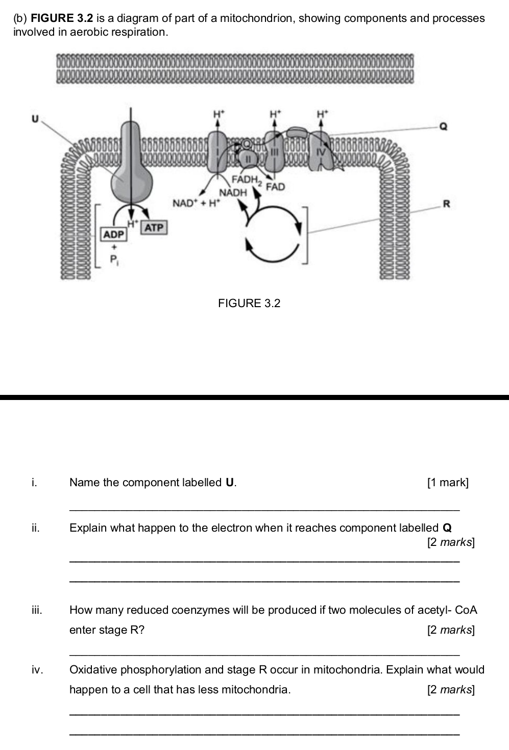 FIGURE 3.2 is a diagram of part of a mitochondrion, showing components and processes
involved in aerobic respiration.
FIGURE 3.2
i. Name the component labelled U. [1 mark]
_
iié Explain what happen to the electron when it reaches component labelled Q
[2 marks]
_
_
ⅲi. How many reduced coenzymes will be produced if two molecules of acetyl- CoA
enter stage R? [2 marks]
_
iv. Oxidative phosphorylation and stage R occur in mitochondria. Explain what would
happen to a cell that has less mitochondria. [2 marks]
_
_