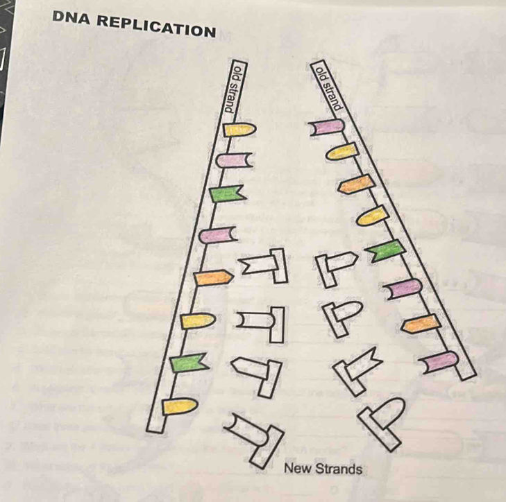 DNA REPLICATION 
New Strands