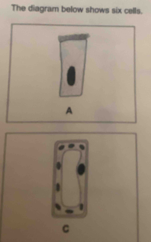 The diagram below shows six cells. 
A 
C