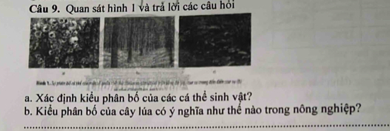 Quan sát hình 1 và trả lời các câu hỏi 
inh T Su pên đố ci tể cc m ên 
a. Xác định kiểu phân bố của các cá thể sinh vật? 
b. Kiểu phân bố của cây lúa có ý nghĩa như thế nào trong nông nghiệp?