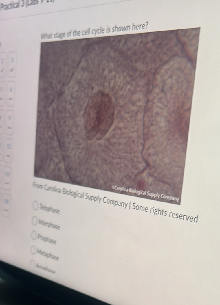 Piracitical 3 (Laos 9 1
.
12
ome rights reserved
) Telophase
Interphase
Prophase
Metaphase
krarkans