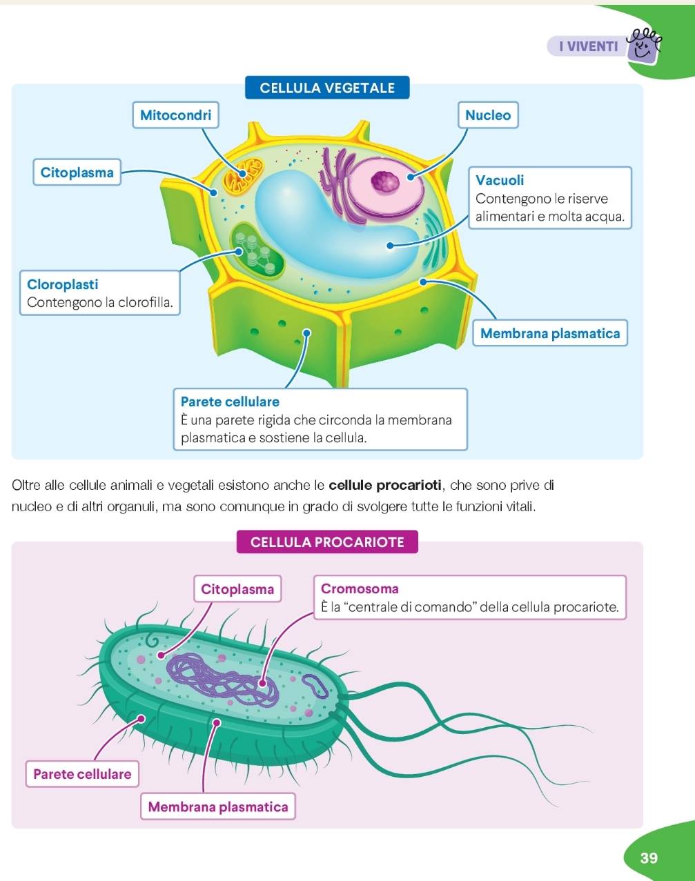 VIVENTI 
Oltre alle cellule animali e vegetali esistono anche le cellule procarioti, che sono prive di 
nucleo e di altri organuli, ma sono comunque in grado di svolgere tutte le funzioni vitali. 
39