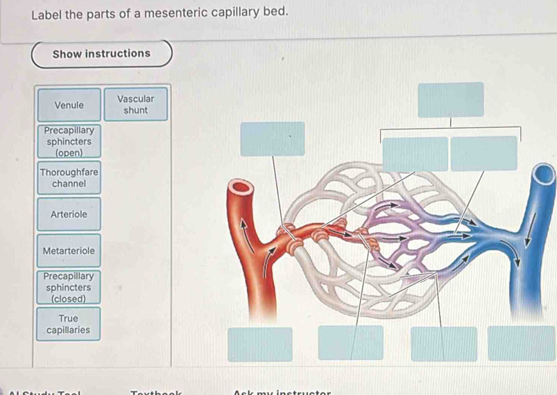 Solved: Label the parts of a mesenteric capillary bed. Show ...