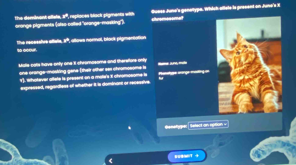 The dominant allele, TS , replaces black pigments with Guess Juno's genotype. Which allele is present on Juno's X
orange pigments (also called "orange-masking"). chromosome? 
The recessive allele x° , allows normal, black pigmentation 
to occur. 
Male cats have only one X chromosome and therefore only 
Name: Juno, male 
one orange-masking gene (their other sex chromosome is
Y). Whatever allele is present on a male's X chromosome is Phenetype: orange-masking on 
fur 
expressed, regardless of whether it is dominant or recessive. 
Genotype: Select an option 
SUBMIT →